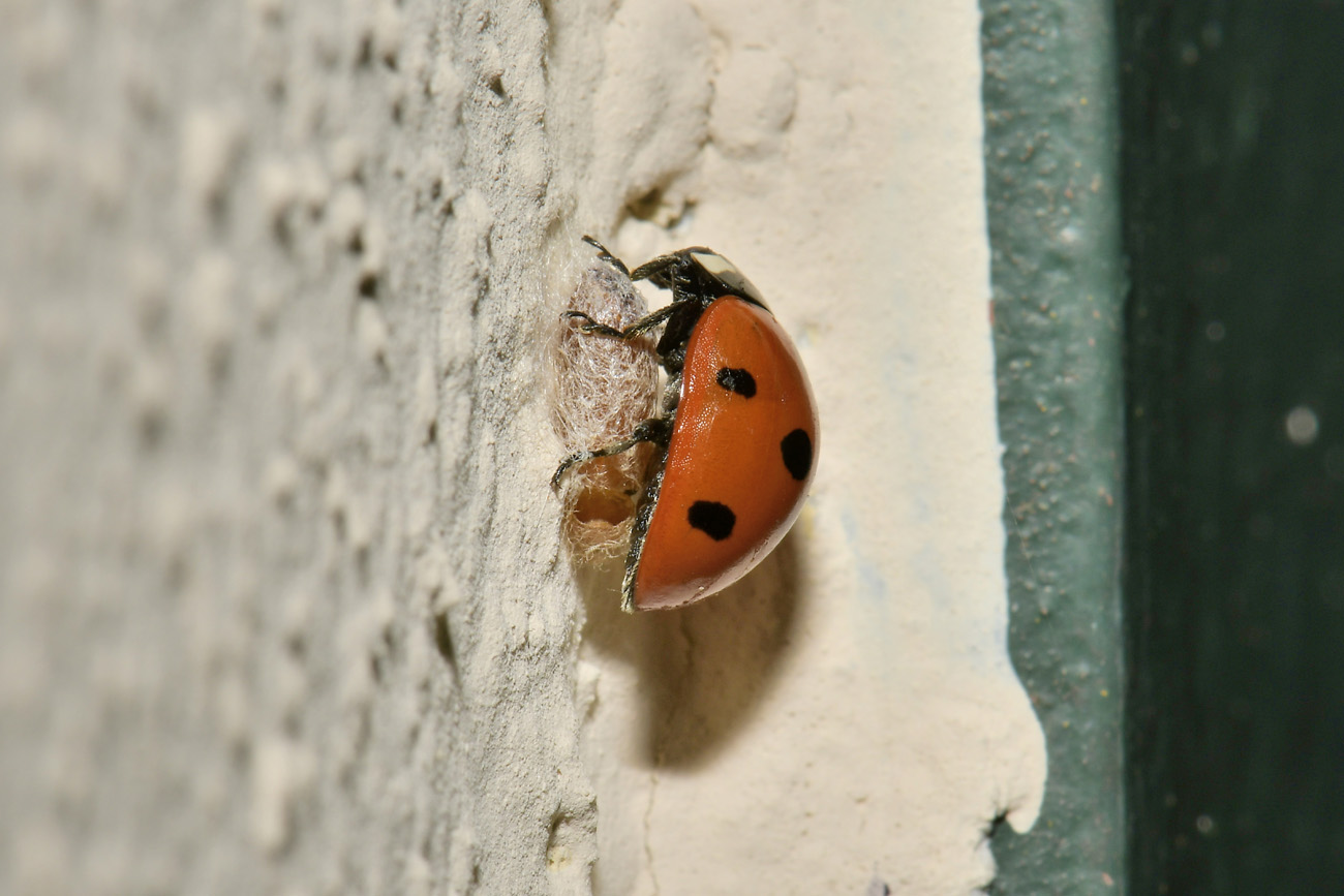 Chioccinella... septempunctata